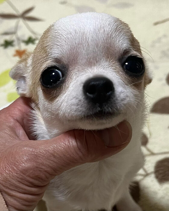 ブログ画像
