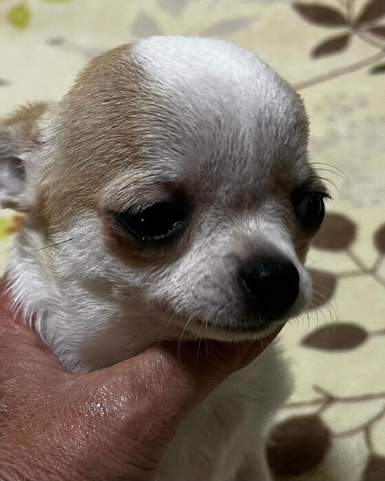 ブログ画像