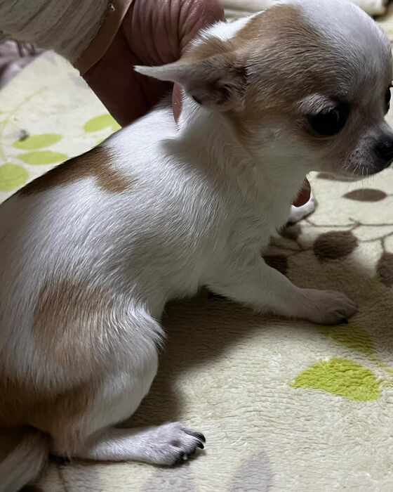 ブログ画像
