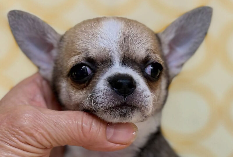 画像2241：【千葉県のブリーダーFANCYFREEのチワワ子犬情報】